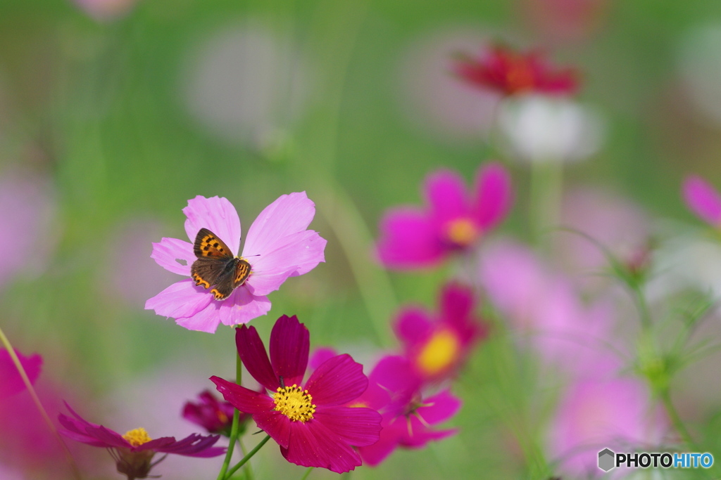 花のささやき２