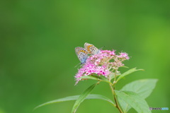 高原の蝶２