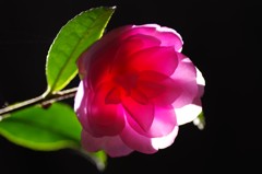 透花