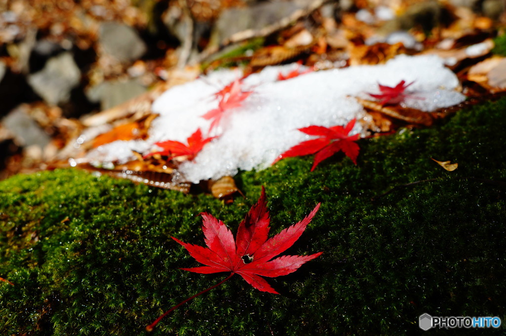 紅葉谷１０