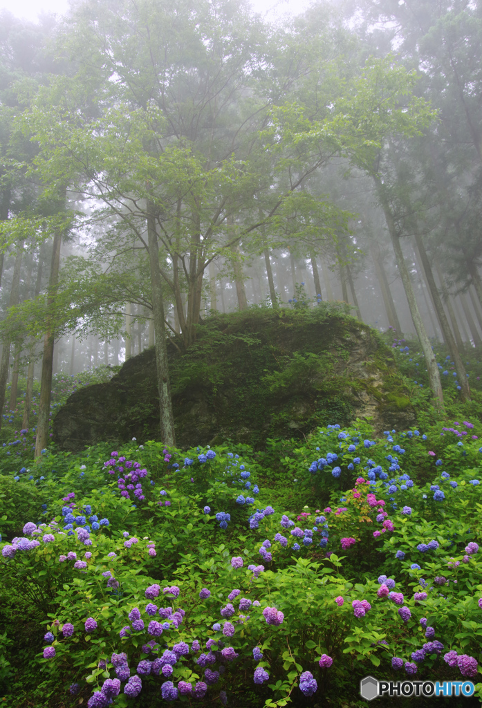 霧の紫陽花