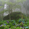 霧の紫陽花