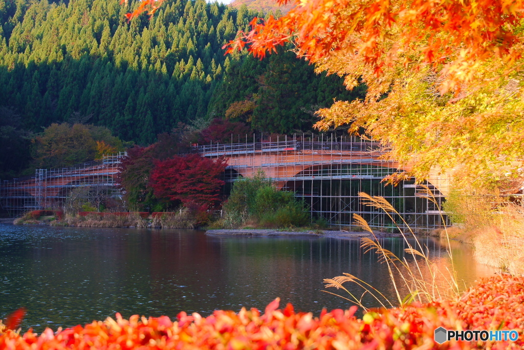 残念な紅葉
