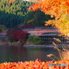 残念な紅葉