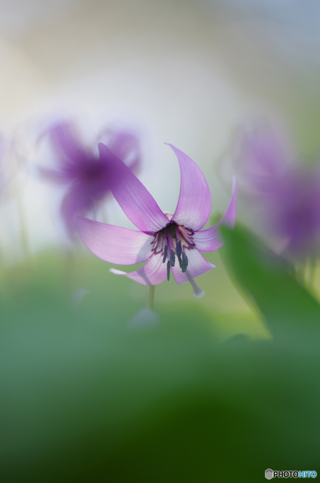 花は野のまま