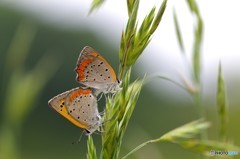 ベニちゃんの恋
