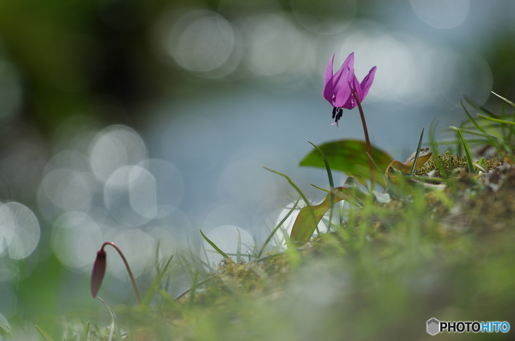 花は野のまま