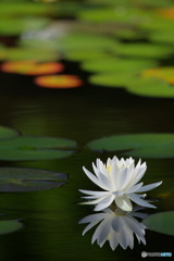 水辺の風景３