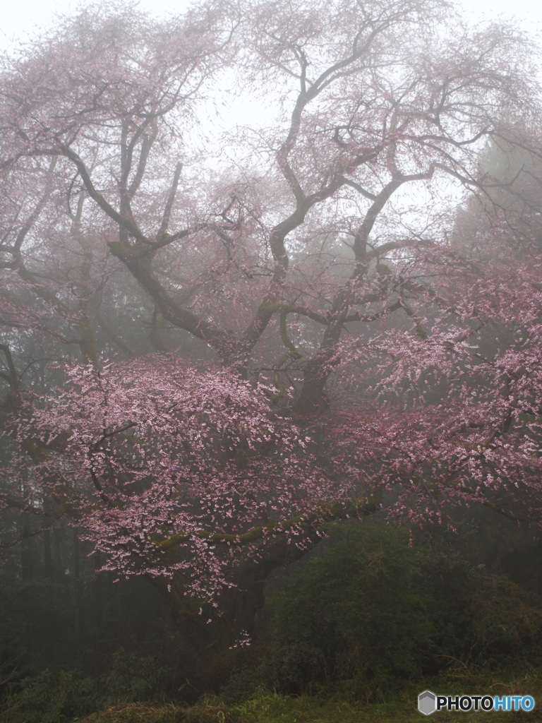 霧の中の山桜