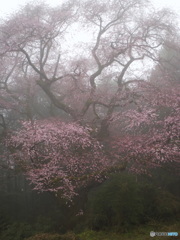 霧の中の山桜