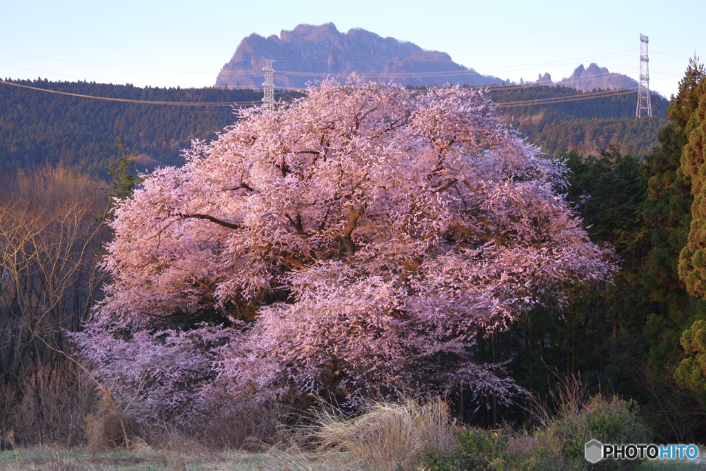 桜巡り２