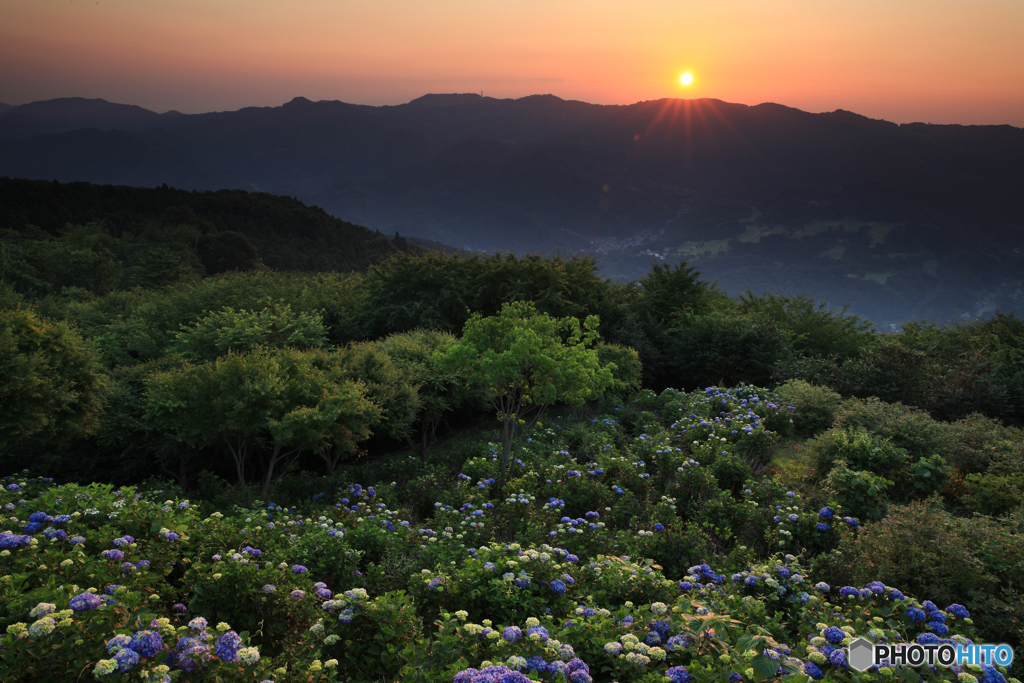 天空の紫陽花