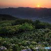 天空の紫陽花