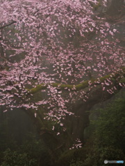 霧のお花見