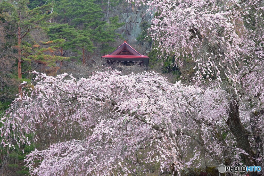 観音桜