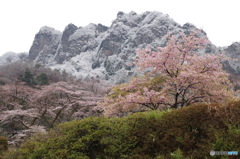 春の雪