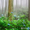 霧の中の紫陽花７