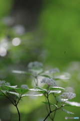 紫陽花小径