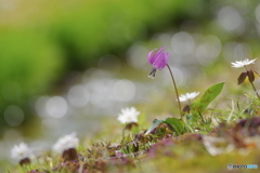 花は野のまま