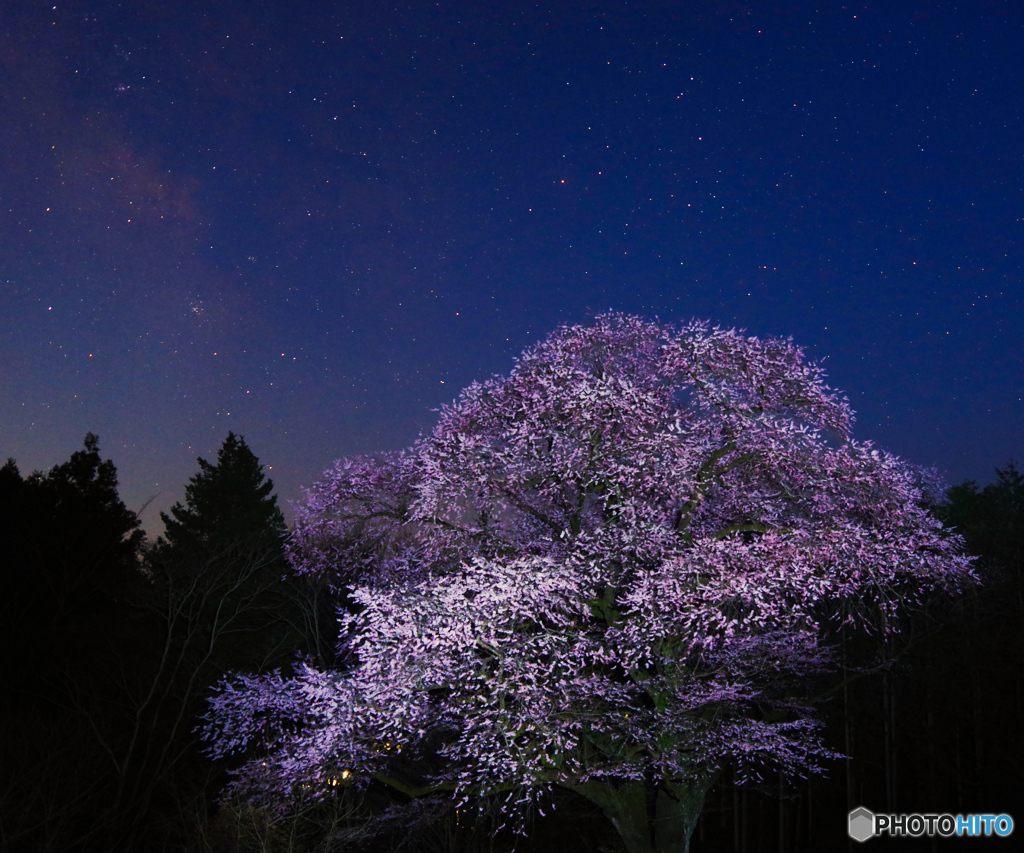 夜桜２