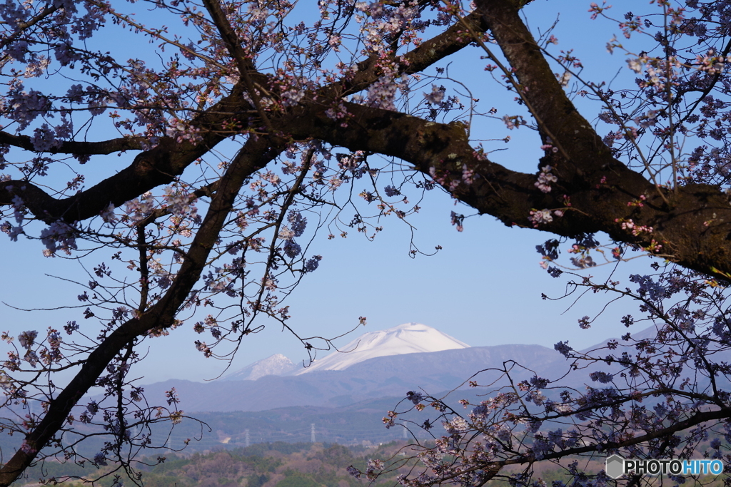 桜巡り５