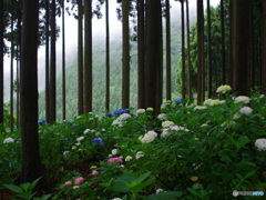 山里の紫陽花２