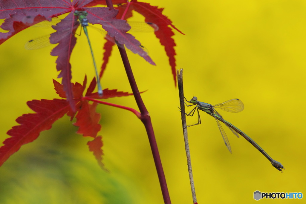紅葉狩り