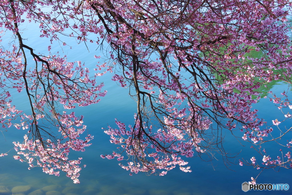 青空と桜６