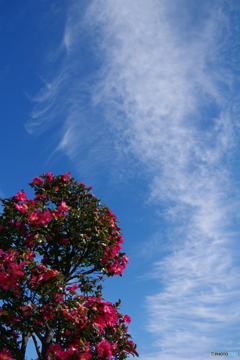 青空と花