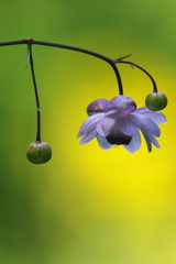 花灯り２