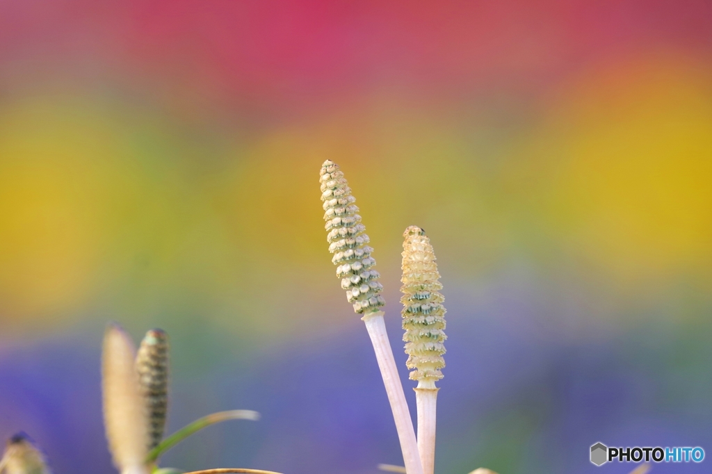 colors