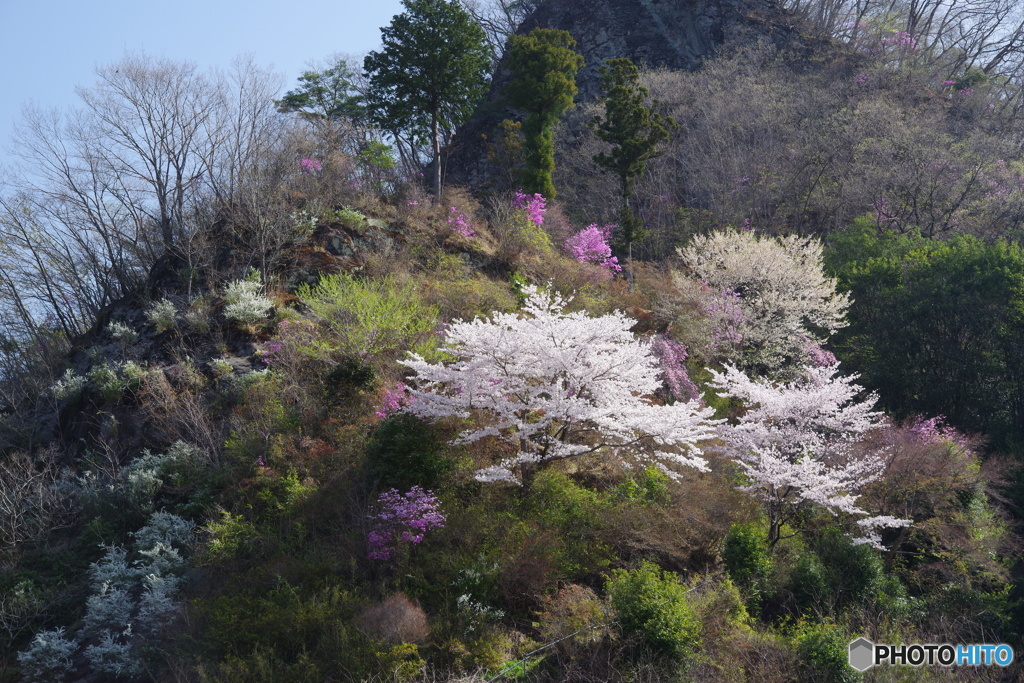 桜巡り10