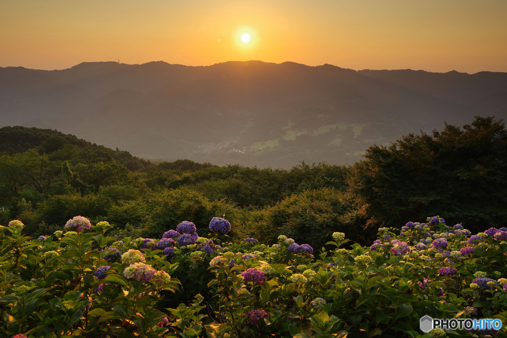 天空の紫陽花２