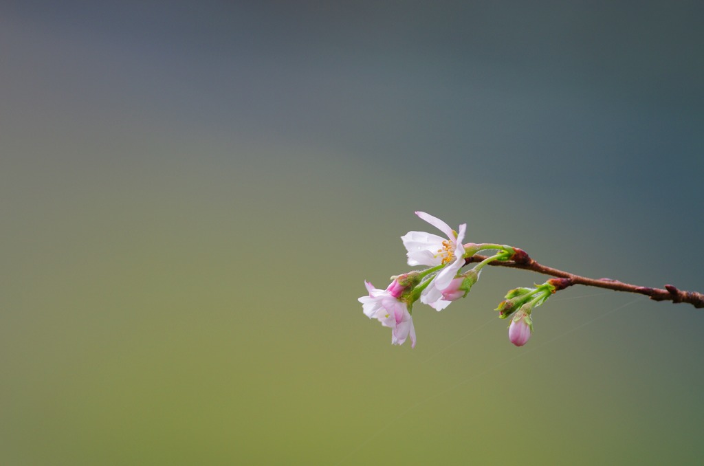 冬桜１