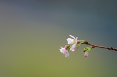 冬桜１