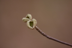 芽吹き