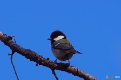 青空をバックに１