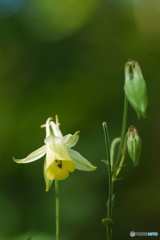 花撮り