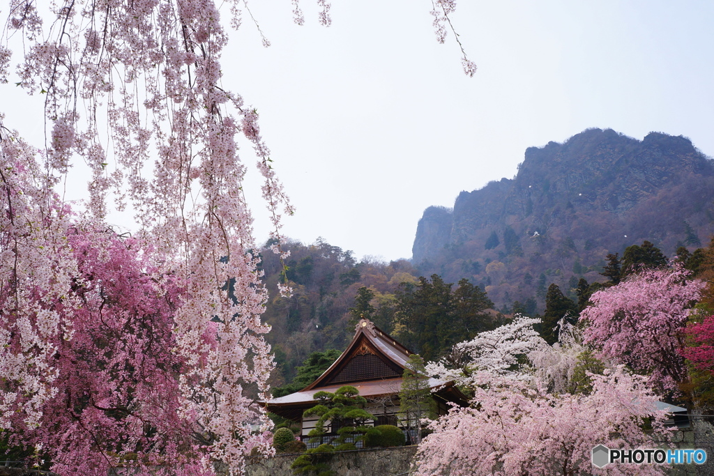 お花見４