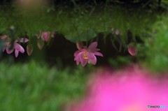 蓮