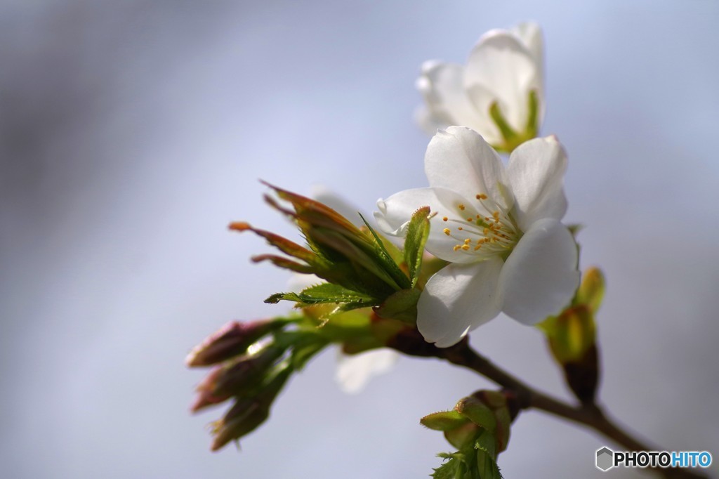 桜