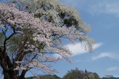 名も無き桜