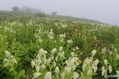 霧の高原