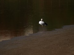 コウノトリ１
