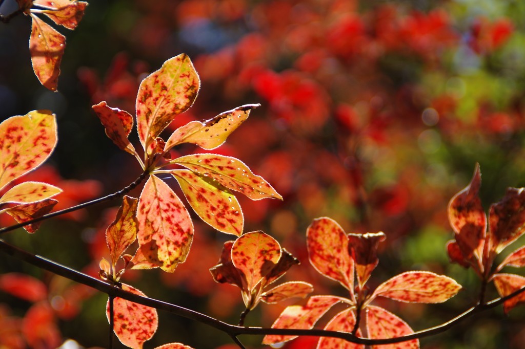紅葉１
