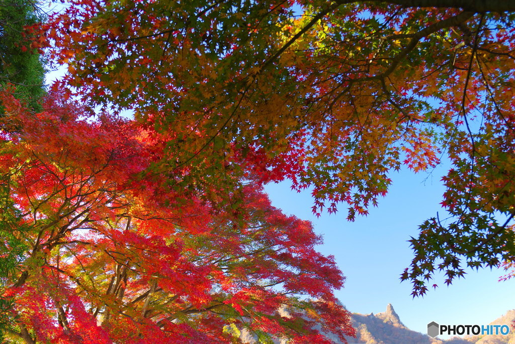紅葉