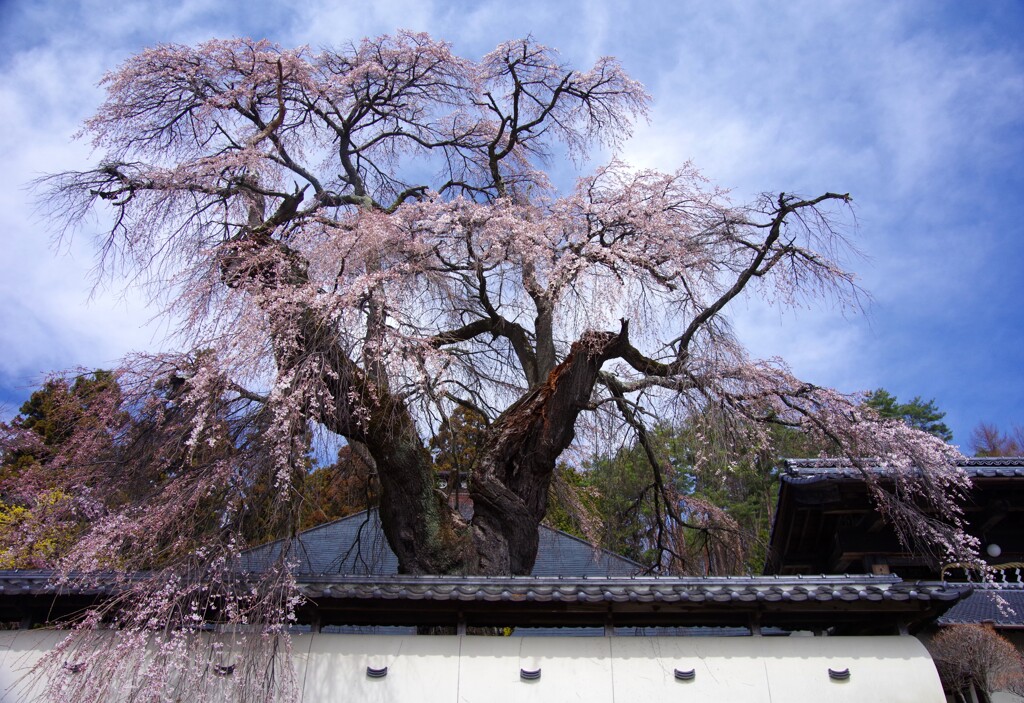 福王寺しだれ桜