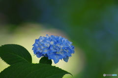 花灯り