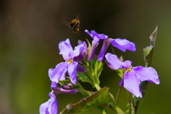 花とミツバチ２