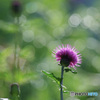 野アザミ2